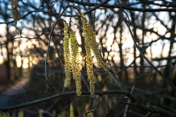 Květ Běžných Líska Corylus Avellana Brzy Jaře Kvetoucí Hazel Podobně — Stock fotografie