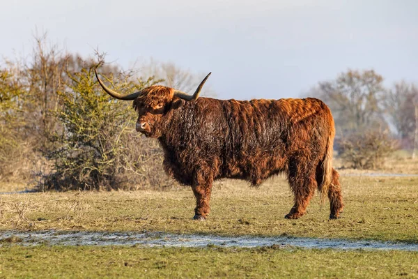 Scottish highland cows at the field at sunny winterday — Stock Photo, Image