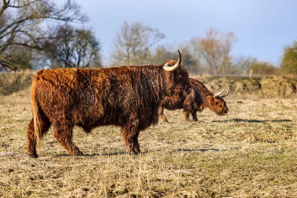 Scottish highland cows at the field at sunny winterday — Stock Photo, Image