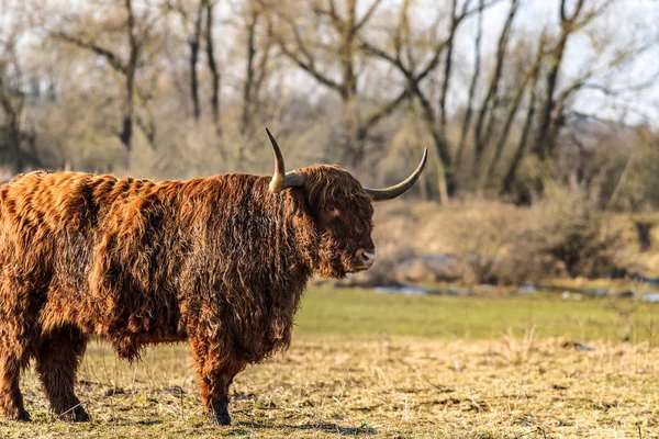 Scottish highland cows at the field at sunny winterday — Stock Photo, Image