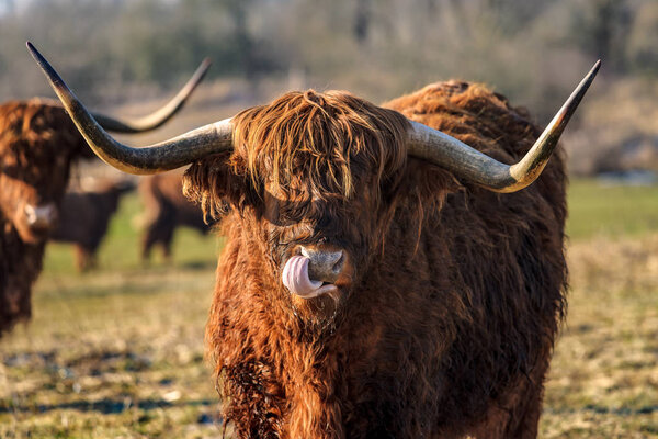 Scottish highland cows at the field at sunny winterday