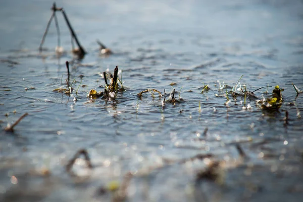 Frozen details of frosty grasslands covered with frost in the su — Stock Photo, Image