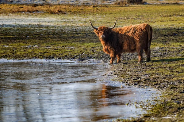 Scottish highland cows at the field at sunny winterday. Cows try — Stock Photo, Image