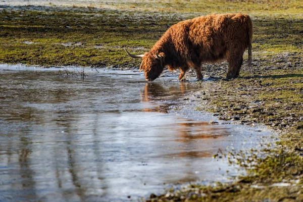 Scottish highland cows at the field at sunny winterday. Cows try — Stock Photo, Image
