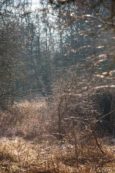 Gocce di pioggia sui brunch dell'albero nudo — Foto Stock