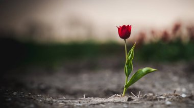 Düşük satır ve farklı renklerde laleler tarıma ve dünya çapında ihracat için hasat edilebilir çiçek büyümek. Düz holland polder bahar çiçekleri