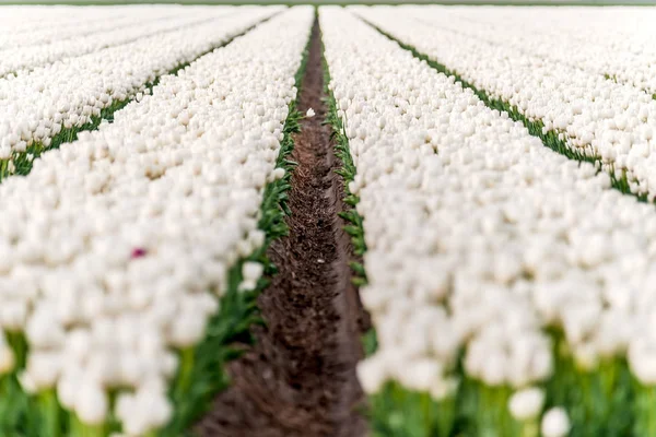 Los Tulipanes Hileras Bajas Diferentes Colores Crecen Tierra Cultivable Florecen — Foto de Stock