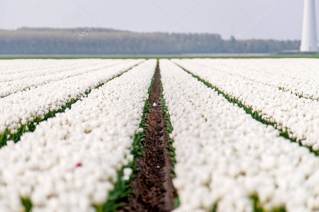 Tulips in low rows and different colors grow in the arable land and bloom to be harvested for worldwide export. Spring flowers in the polder of the flat holland