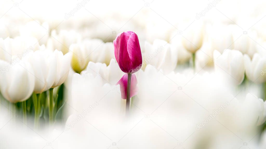 Tulips in low rows and different colors grow in the arable land and bloom to be harvested for worldwide export. Spring flowers in the polder of the flat holland