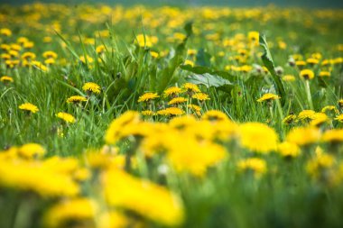 Alan sarı dandelions yaz doğal arka plan manzara.
