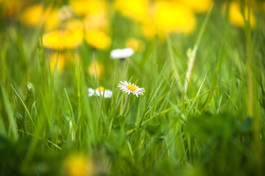 Beyaz papatya çiçekler, bahar rüzgar yakın çekim makro ile çim 
