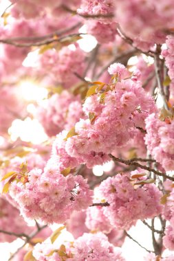 Pembe kiraz çiçeği (prunus) için bir meyve bahçesi kahverengi şubeleri.
