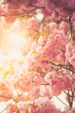 Pembe kiraz çiçeği (prunus) için bir meyve bahçesi kahverengi şubeleri.