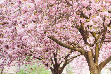 Pembe kiraz çiçeği (prunus) için bir meyve bahçesi kahverengi şubeleri.
