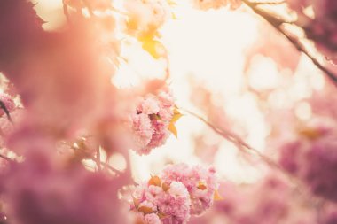 Pembe kiraz çiçeği (prunus) için bir meyve bahçesi kahverengi şubeleri.