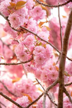 Pembe kiraz çiçeği (prunus) için bir meyve bahçesi kahverengi şubeleri.
