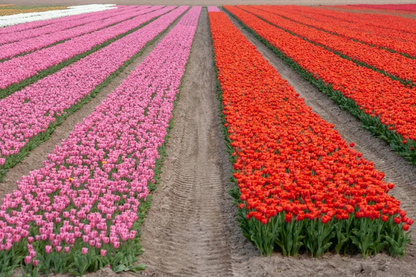 Panorama de un colorido campo de tulipanes en Flevoland, Holanda — Foto de Stock