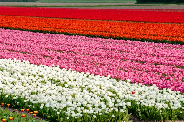 Panorama de um colorido campo de tulipas em Flevoland, Países Baixos — Fotografia de Stock