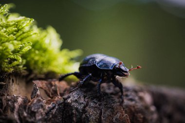Siyah renkli böceğin güzel yakın çekim fotoğrafı (Geotrupes 