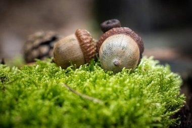 Kahverengi Meşe Palamudu Mossy Yeşil Orman Alt Yan Görünümü