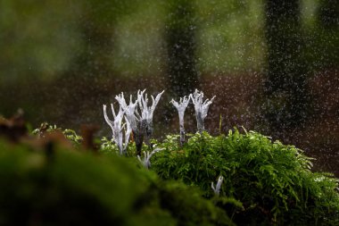 Candlesnuff fungus or candlestick during rainstorm in nature clipart