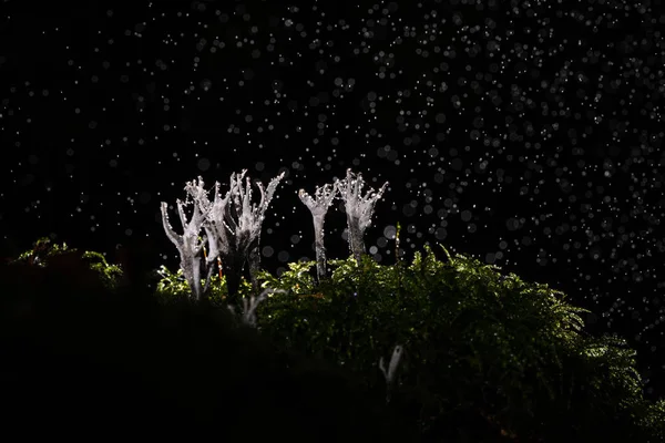 Fungo candelabro o candeliere durante la tempesta di pioggia in natura — Foto Stock