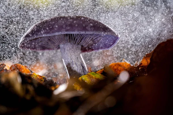 Autumn purple fungus with raindrops and splashing water — Stock Photo, Image