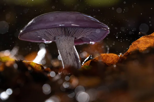 Autumn purple fungus with raindrops and splashing water