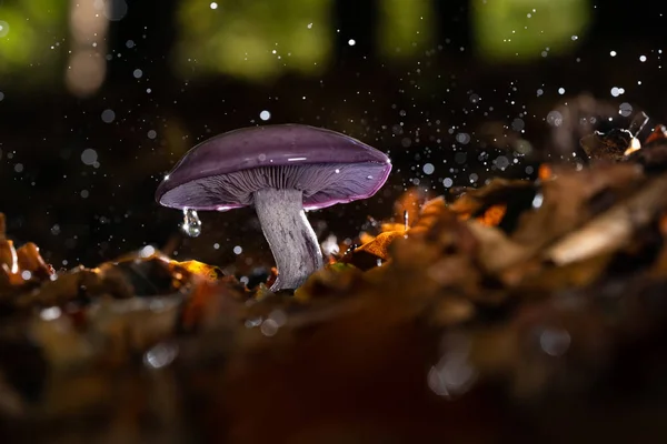 Autumn purple fungus with raindrops and splashing water — Stock Photo, Image