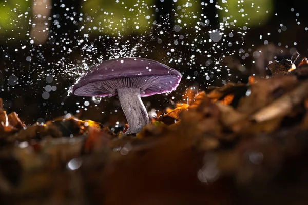 Autumn purple fungus with raindrops and splashing water