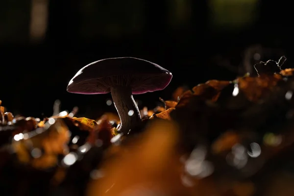 Autumn purple fungus with raindrops and splashing water