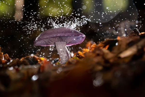 Champignon pourpre d'automne avec gouttes de pluie et éclaboussures d'eau — Photo