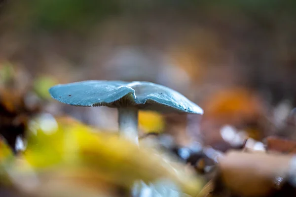 Cogumelo do boné da morte de Bleu, vulgarmente conhecido como a Ceia circular azul — Fotografia de Stock