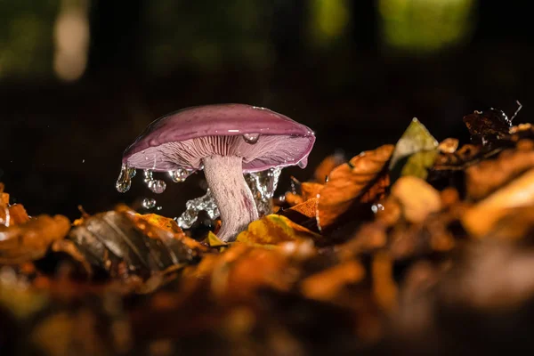 Hongo púrpura otoñal con gotas de lluvia y agua salpicada —  Fotos de Stock