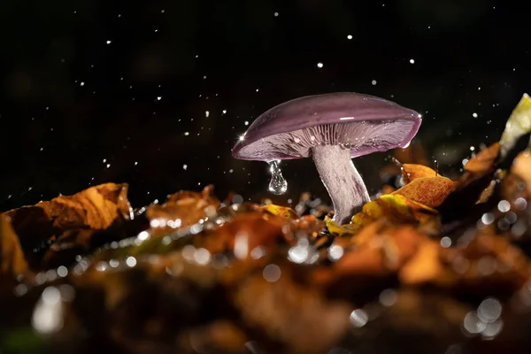 Autumn purple fungus with raindrops and splashing water — Stock Photo, Image