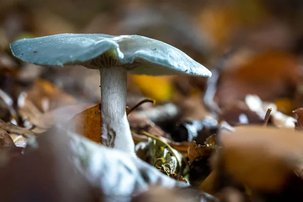 Champignon bleu chapeau de mort, communément appelé la hée circulaire bleue — Photo