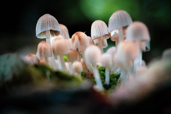 Сбор глиняных белых грибов на пне — стоковое фото