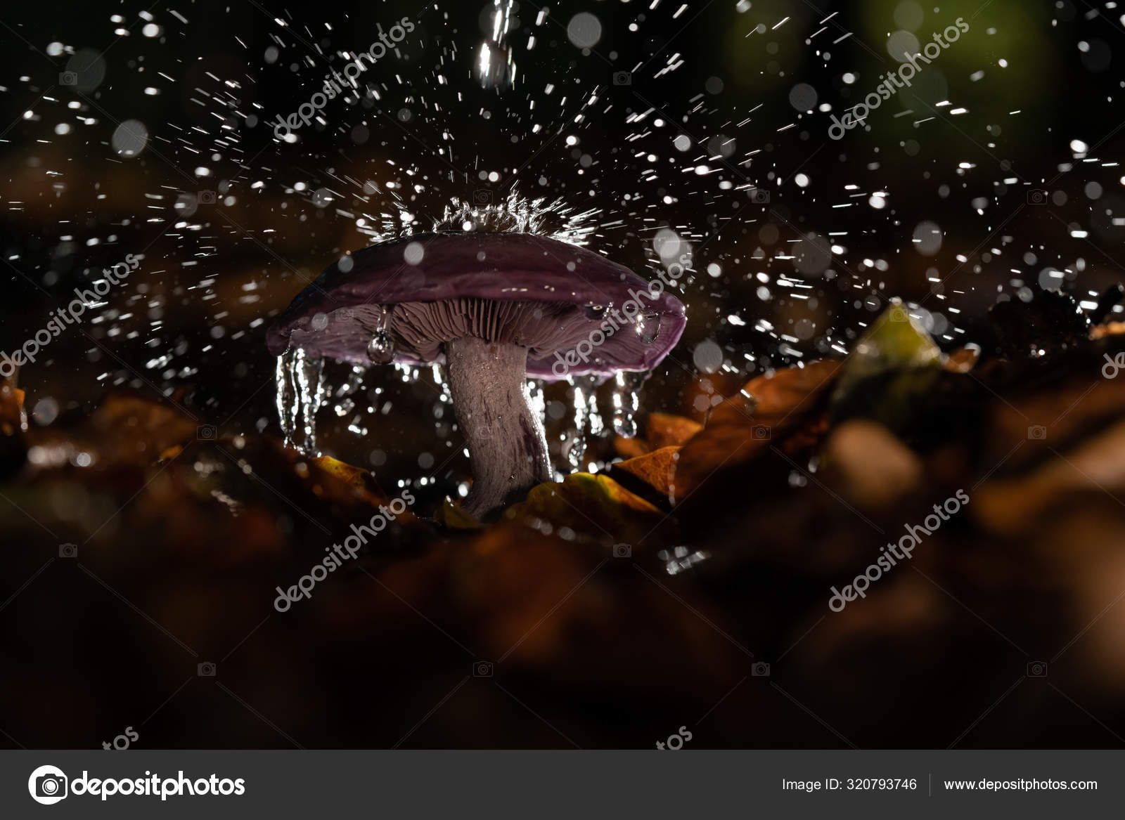 Champignons sous la pluie image stock. Image du poison - 257852193