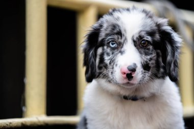Yumuşak tüylü sevimli köpek yavrusu. 