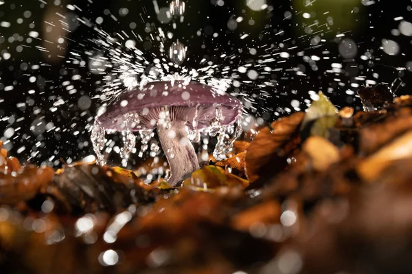 Autumn purple fungus with raindrops and splashing water