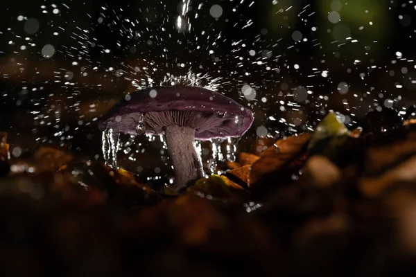 Autumn purple fungus with raindrops and splashing water — Stock Photo, Image