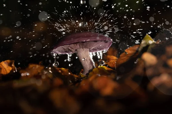 Autumn purple fungus with raindrops and splashing water — Stock Photo, Image