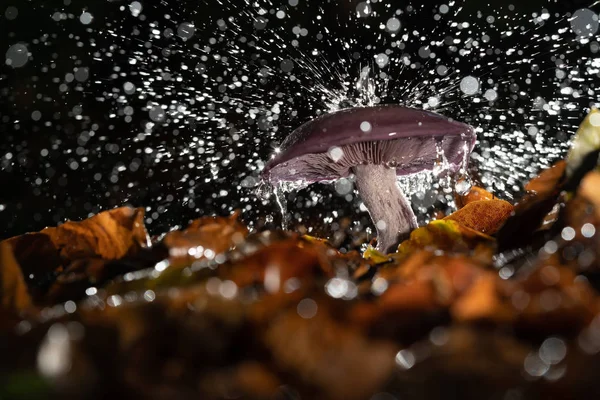 Hösten lila svamp med regndroppar och stänk vatten — Stockfoto