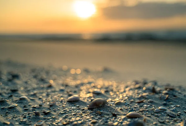 Schell sur la plage dans la lumière du soir — Photo