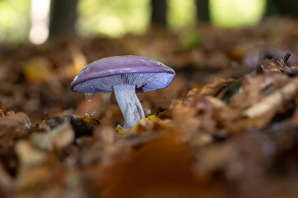 秋天有雨滴和泼水的紫色真菌 — 图库照片