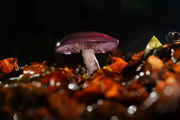 Hongo púrpura otoñal con gotas de lluvia y agua salpicada —  Fotos de Stock