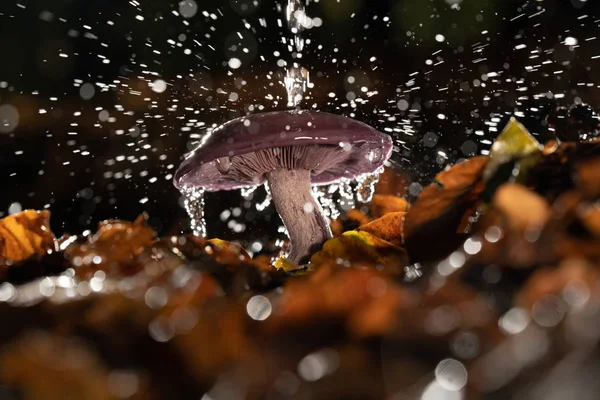 Autumn purple fungus with raindrops and splashing water — Stock Photo, Image