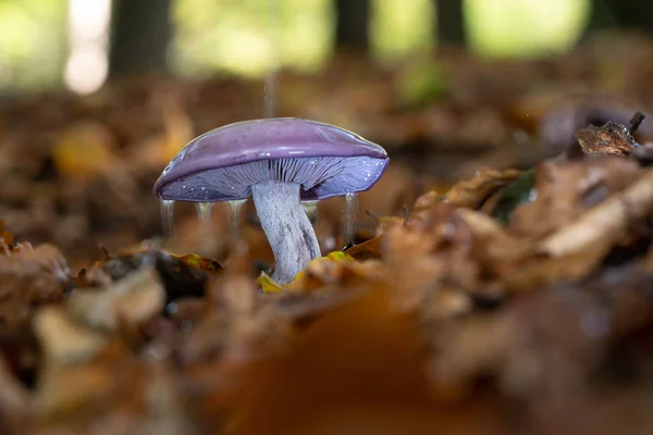 Champignon pourpre d'automne avec gouttes de pluie et éclaboussures d'eau — Photo