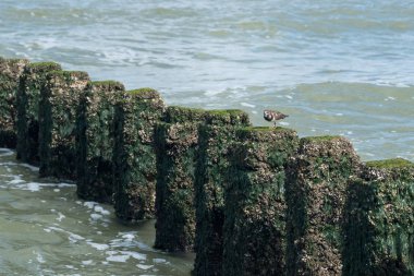 Sanderling kuşu bir denizcinin tahta direklerinde yiyecek arıyor.