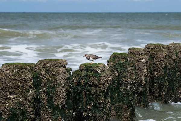 Sanderling kuşu bir denizcinin tahta direklerinde yiyecek arıyor. — Stok fotoğraf